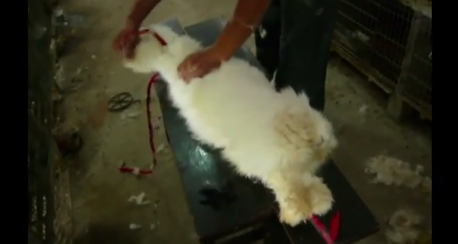 Djurrättsorganisationen Peta har smygfilmat inifrån kinesiska pälsfarmar.